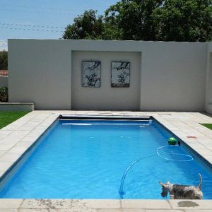 designer pool covers A dog is standing next to a swimming pool.