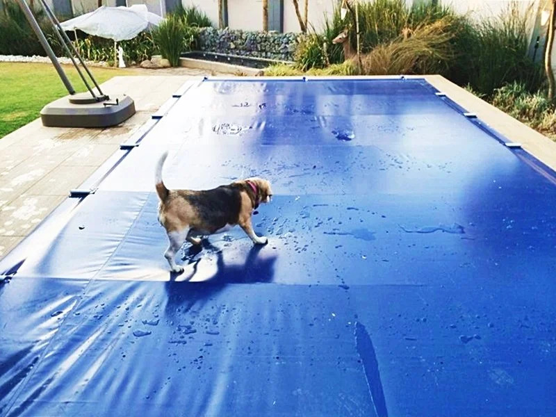 designer pool covers A dog on a pool cover.
