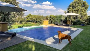 designer pool covers A dog standing next to a swimming pool, offering entertainment and relaxation by displaying playful behavior or cooling off during the warm season.